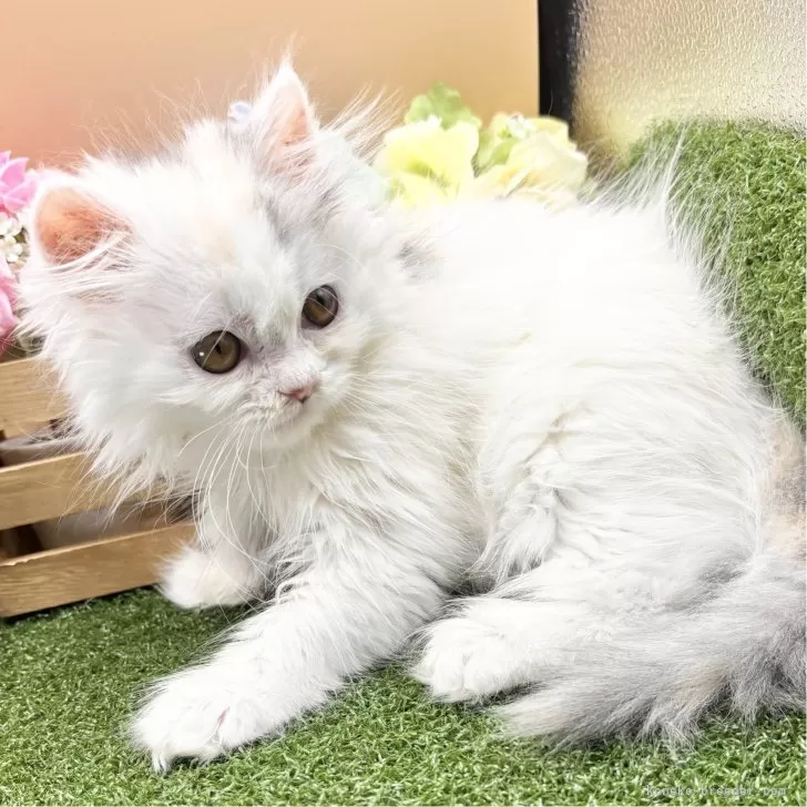 ID：2502-00929の子猫