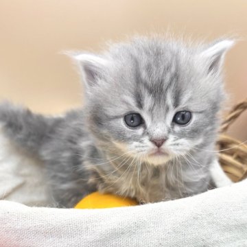 スコティッシュフォールド(立ち耳)【兵庫県・男の子・2024年12月10日・ブルータビー（中毛）】の写真「物怖じしない、おっとりさんです！！」