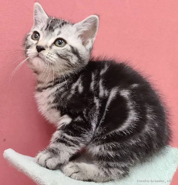 ID:2112-00533の子猫