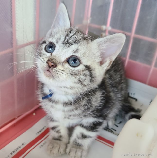 アメリカンショートヘア 千葉県 男の子 21年3月8日 シルバータビー かわいい男の子 みんなの子猫ブリーダー 子猫id 2104