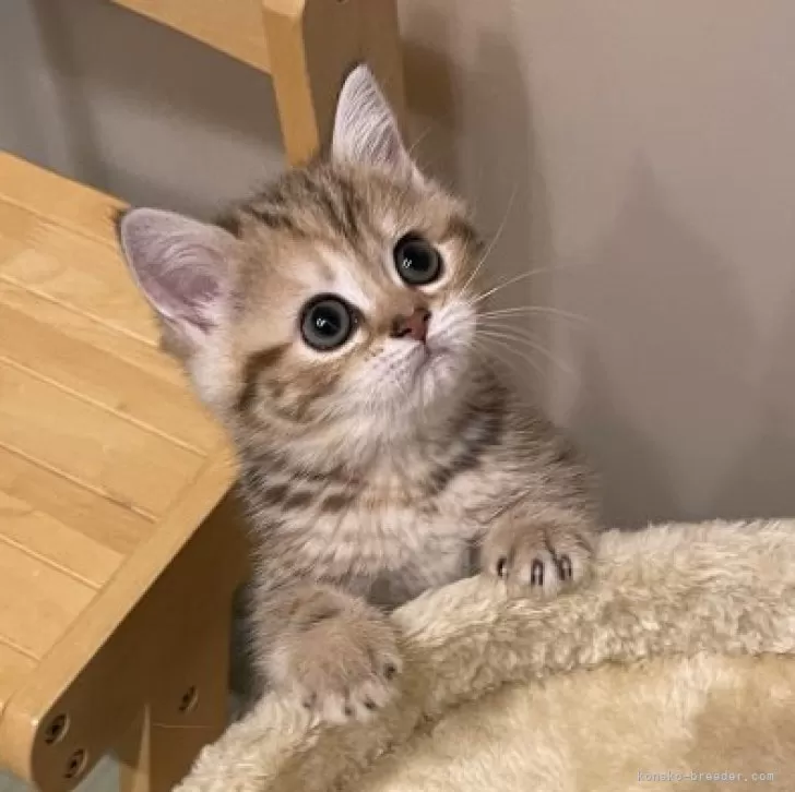 ID:2402-01053の子猫
