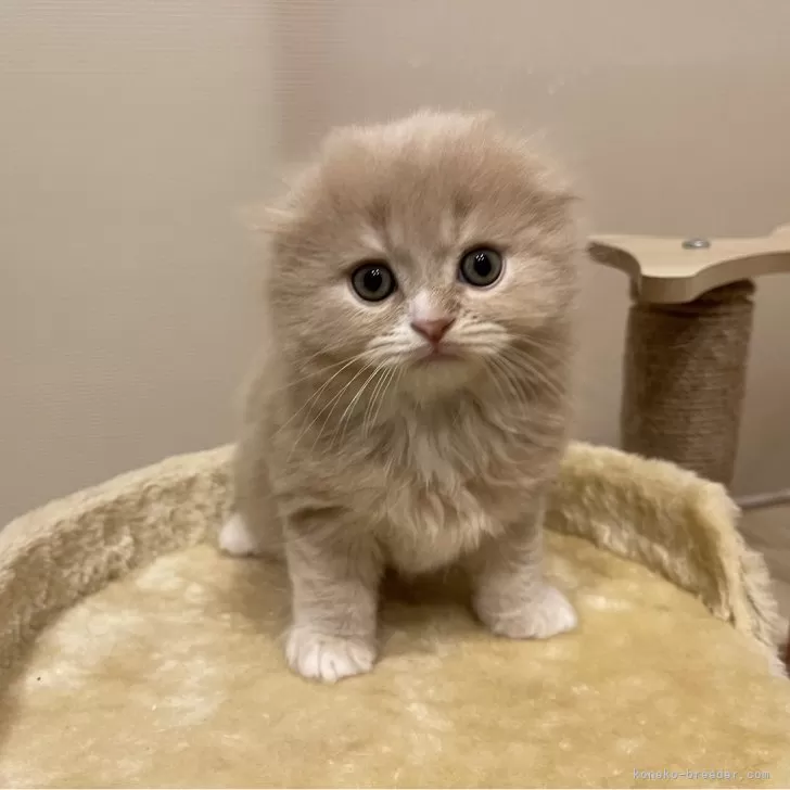 ID:2402-01061の子猫