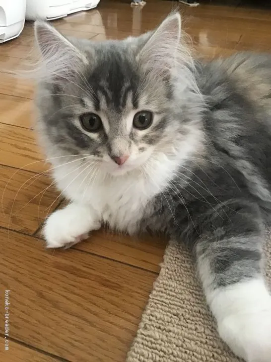 chiffon 様のお迎えした子猫