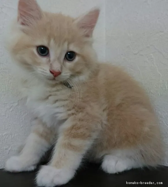 ID:1806-01587の子猫