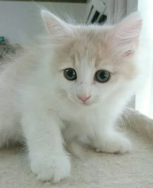 ID：1808-01450の子猫
