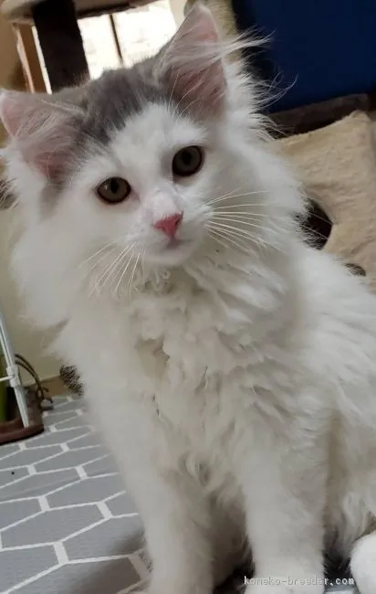 ID:1907-01875の子猫