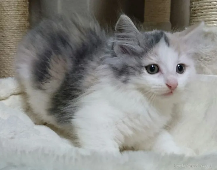 Yoshino 様のお迎えした子猫