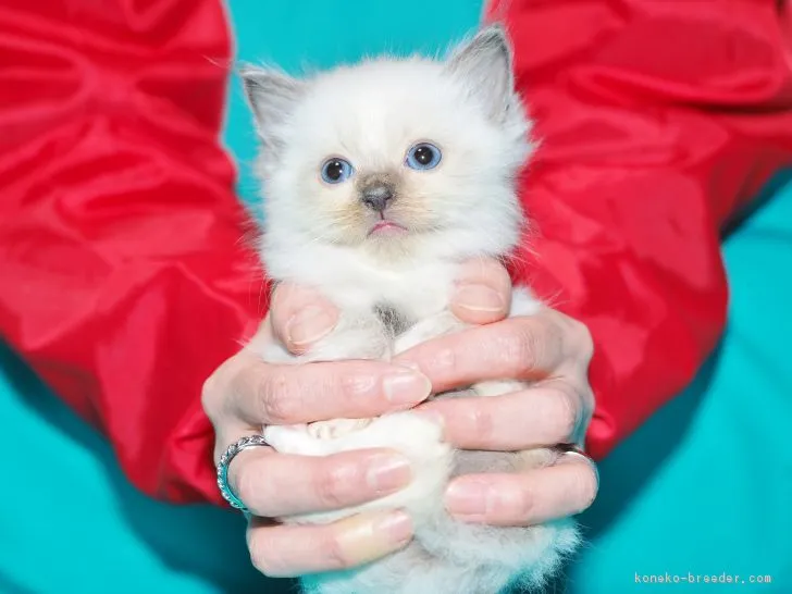 ID:1812-00836の子猫
