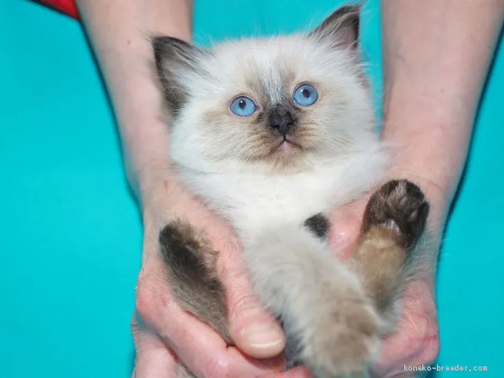 ID：1904-01357の子猫
