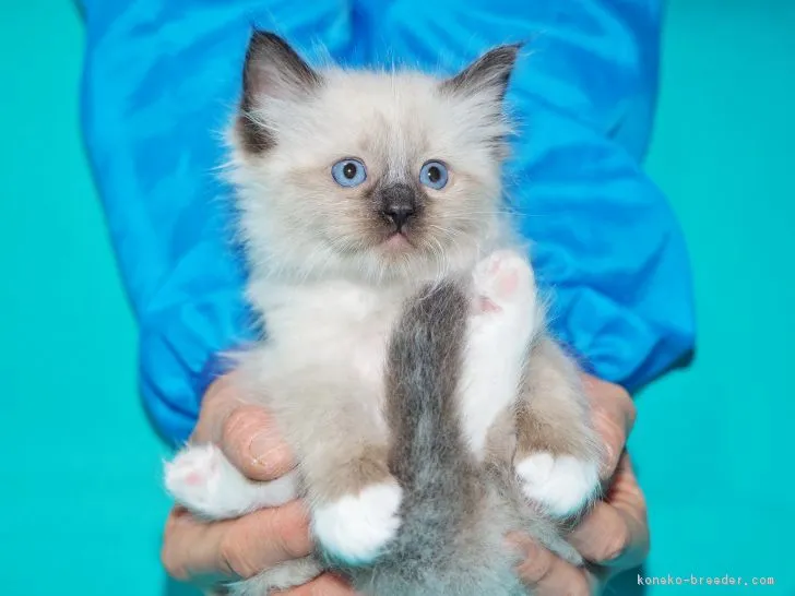 雪の中 様のお迎えした子猫