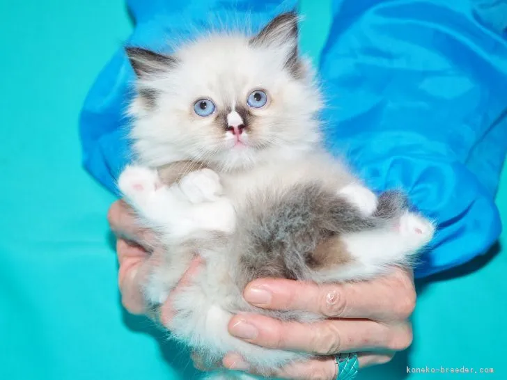 ponちゃん 様のお迎えした子猫