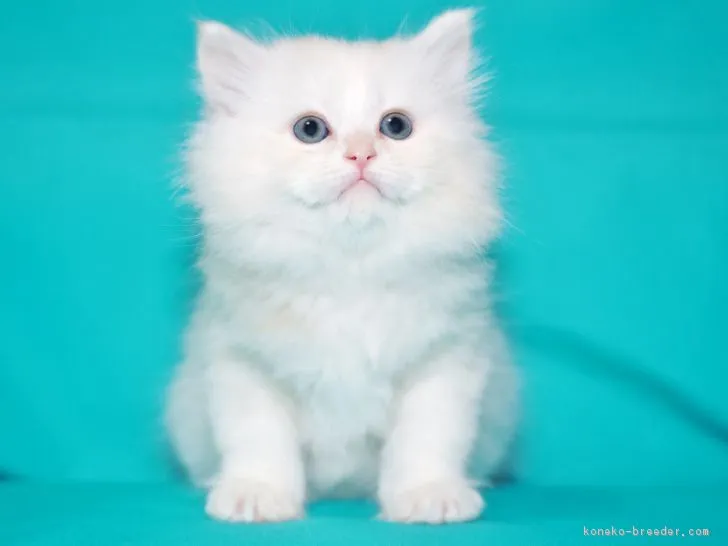ID:1812-01099の子猫