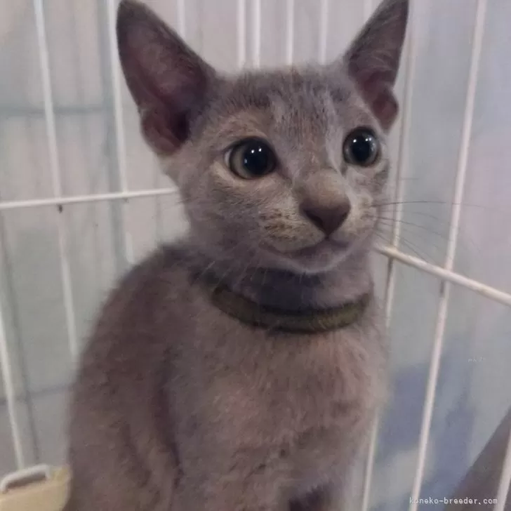 ID:2409-00306の子猫