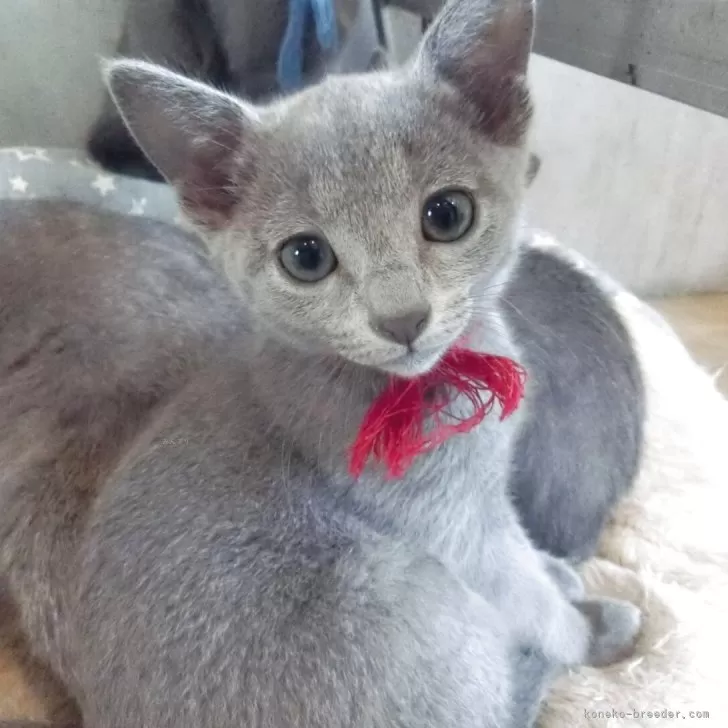 ID:2504-03060の子猫