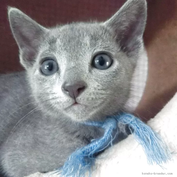 ID:2504-03061の子猫