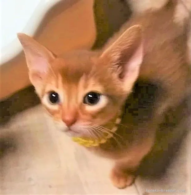 ID:2112-01317の子猫