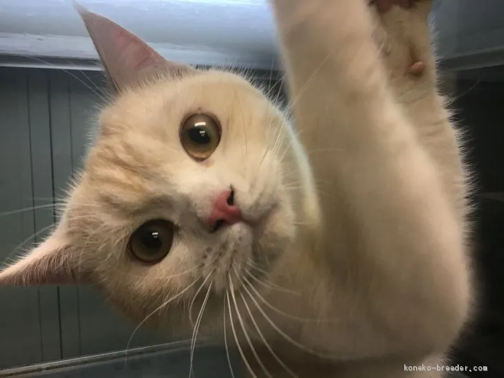 T.T 様のお迎えした子猫
