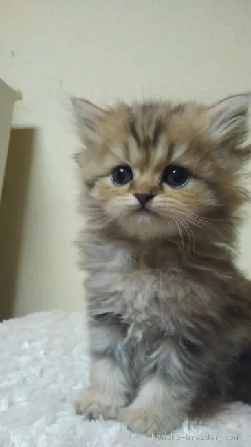 ID:1803-00154の子猫