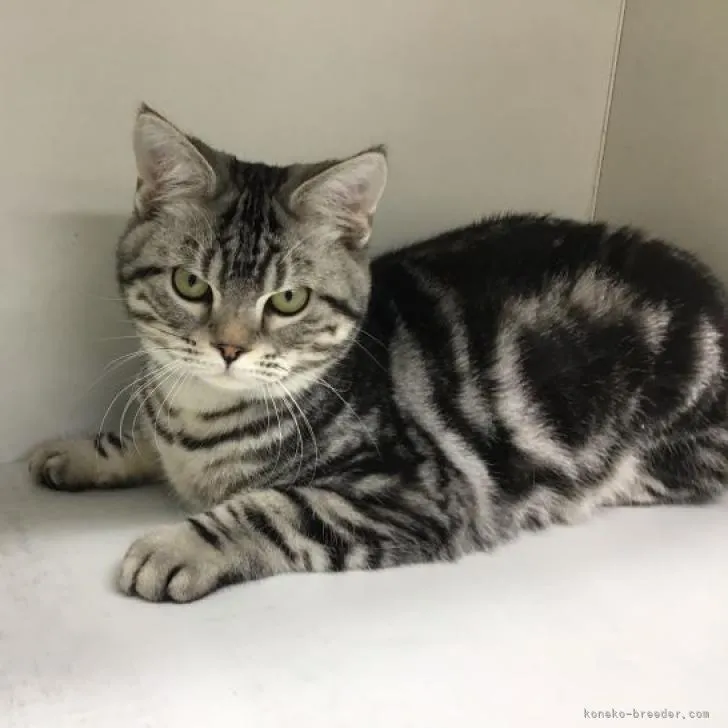 ID:2209-02831の子猫