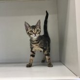 アメリカンショートヘア