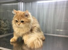 みんなの猫図鑑 東北で評判の良い猫のブリーダー キャッテリー紹介