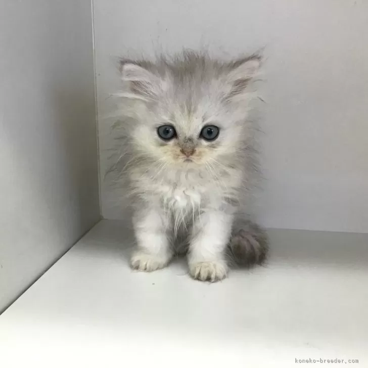 ID:2504-01617の子猫