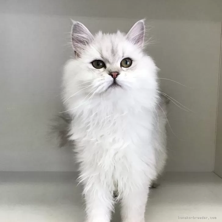 ID:2411-01238の子猫