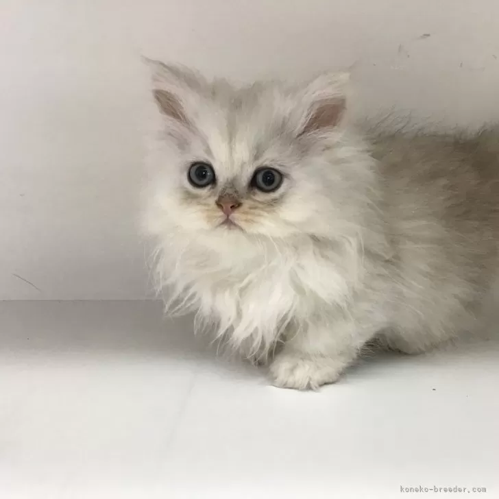 ID:2504-01614の子猫