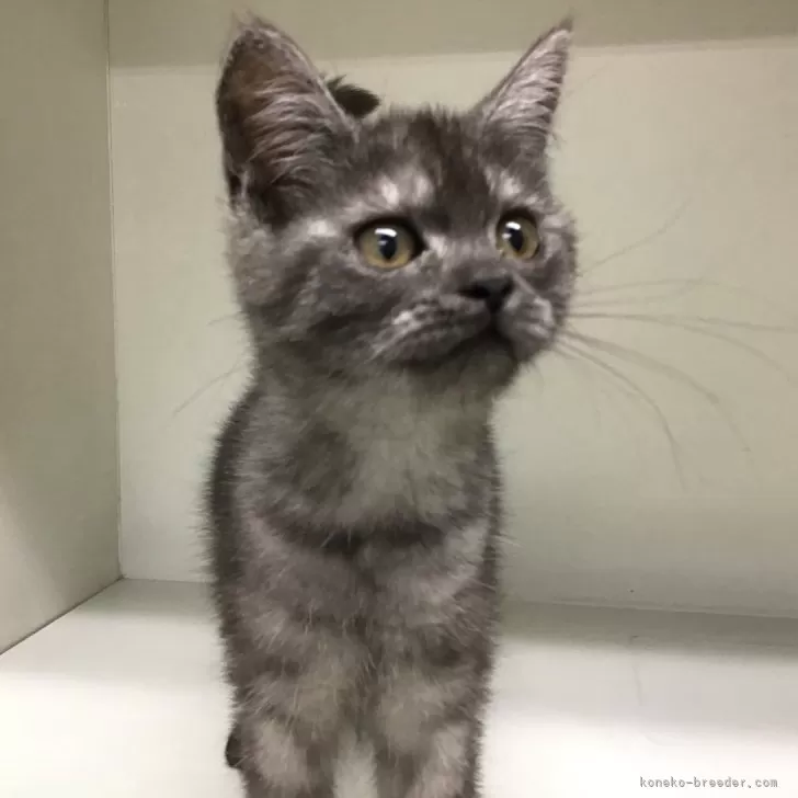ID:2411-00036の子猫