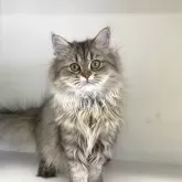 ペルシャ(チンチラ)