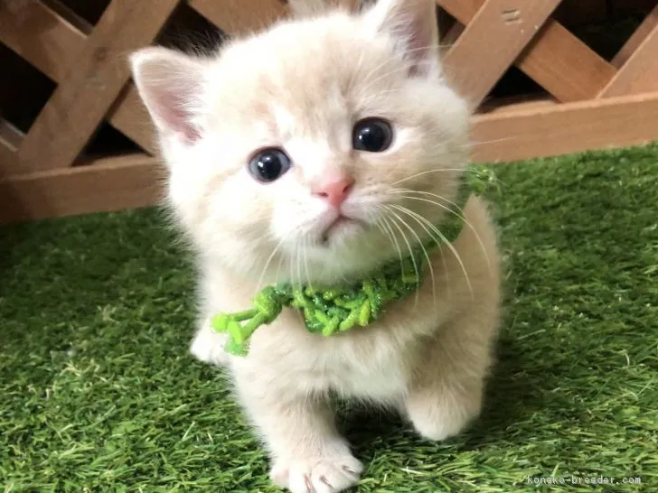 マンチカン(短足)【岐阜県・男の子・2019年1月6日・クリームタビー】の写真1「コロッコロです😻」