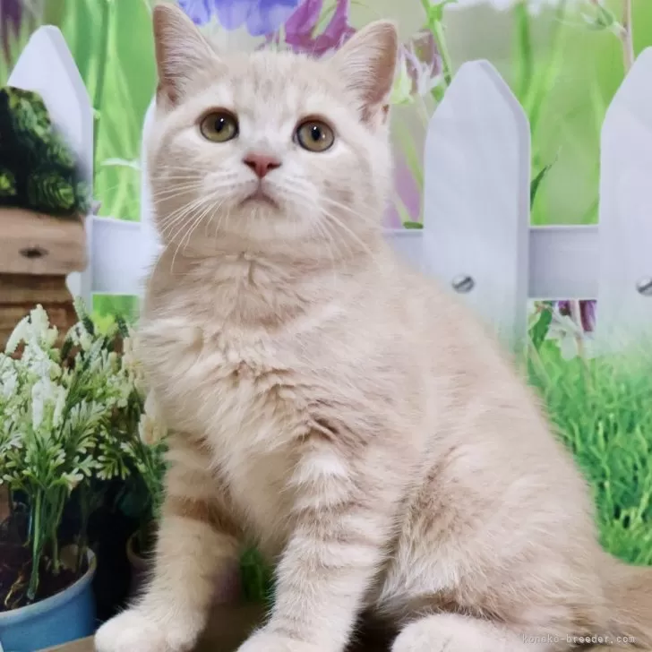 ID:2407-01400の子猫