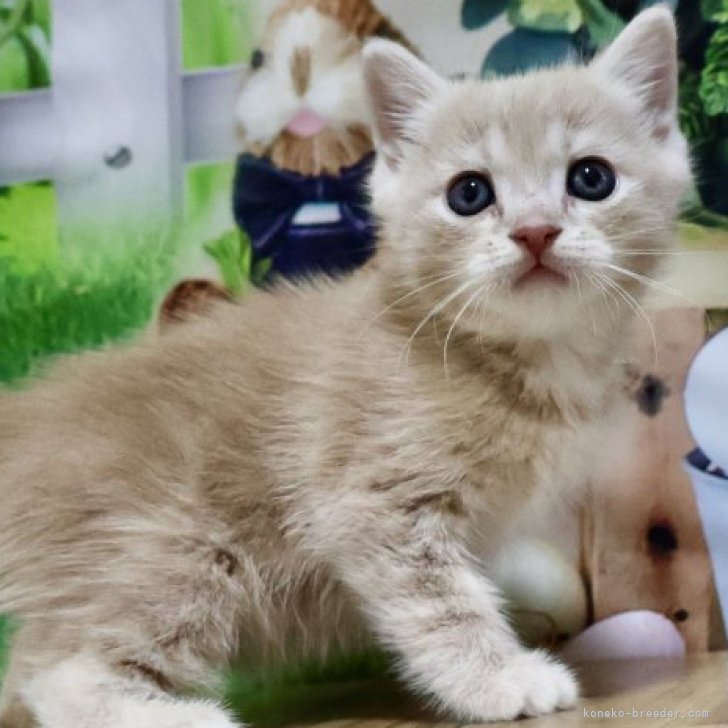 お目目くりくり💕ふわふわショートの長足くん😻 | マンチカン(長足)