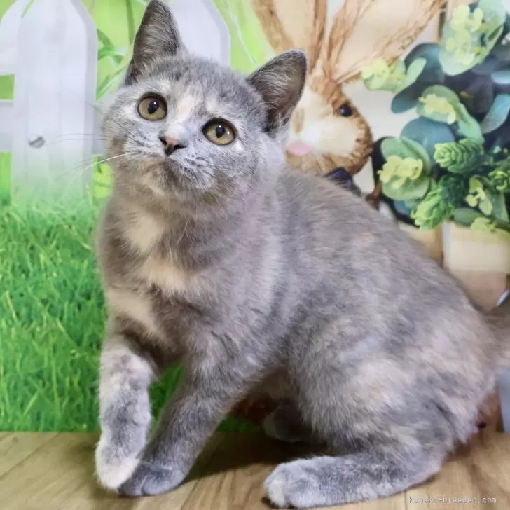 ID:2407-01399の子猫