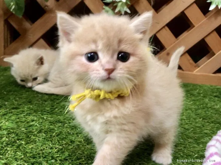 マンチカン(長足)【岐阜県・男の子・2019年1月6日・クリームタビー】の写真1「丸々コロコロ😻」