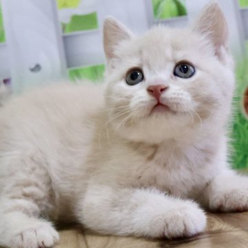 マンチカン(長足)【岐阜県・女の子・2024年4月14日・クリームタビー（ショート）】の写真「お顔まん丸🐱ふわふわショートの女の子💕」