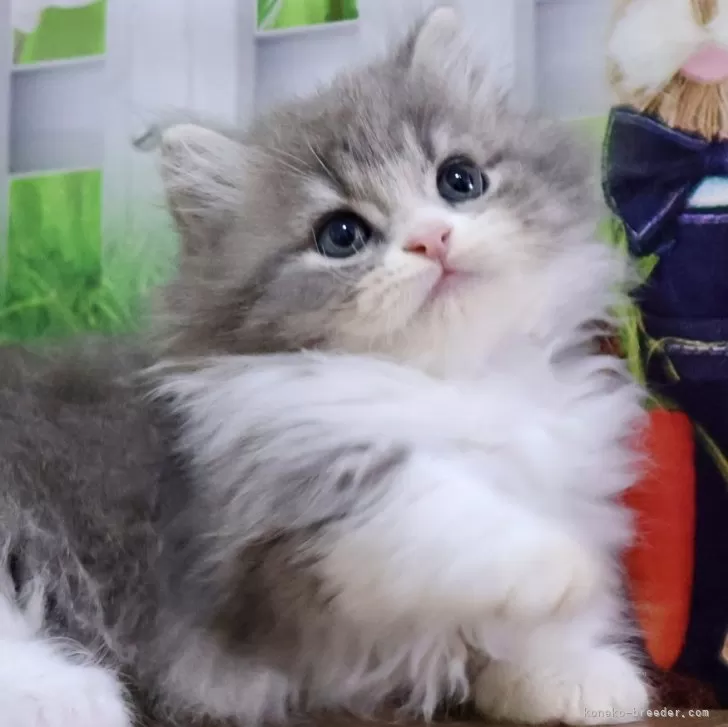 ID:2503-00967の子猫