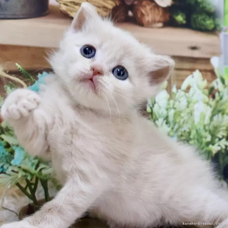 ID：2502-01534の子猫