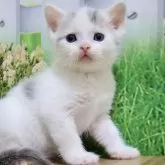ミヌエット(長足)