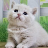 マンチカン(短足)