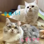 ミヌエット(短足)【岐阜県・男の子・2025年3月11日・ブルータビー】の写真6「パパ&ママ」