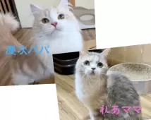 ミヌエット(長足)【岐阜県・男の子・2025年3月24日・ブルータビー】の写真7