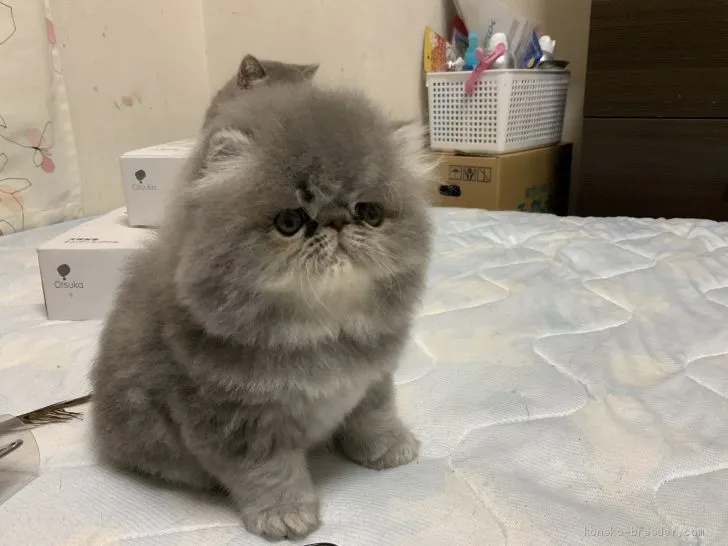 ID:2010-00089の子猫