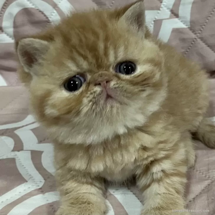 ID:2406-00633の子猫