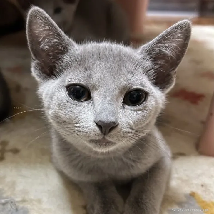 ID:2312-00082の子猫