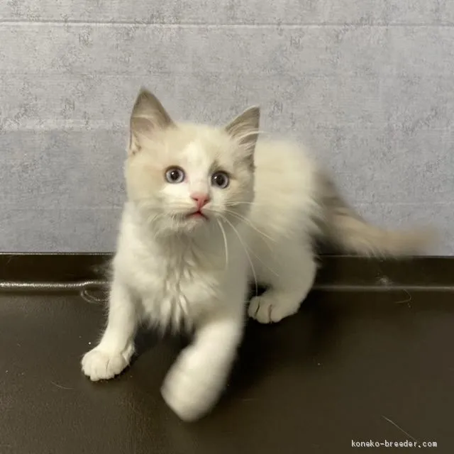 ID:2101-01062の子猫