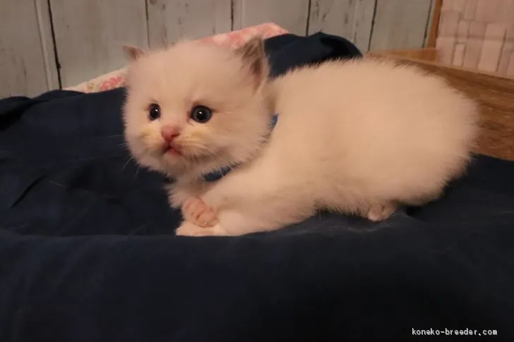 ID:2001-01165の子猫