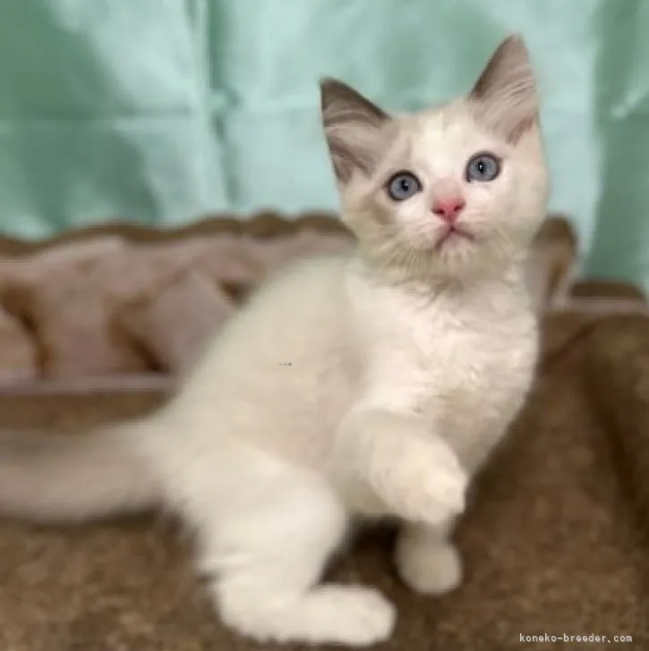 ID:2308-00262の子猫