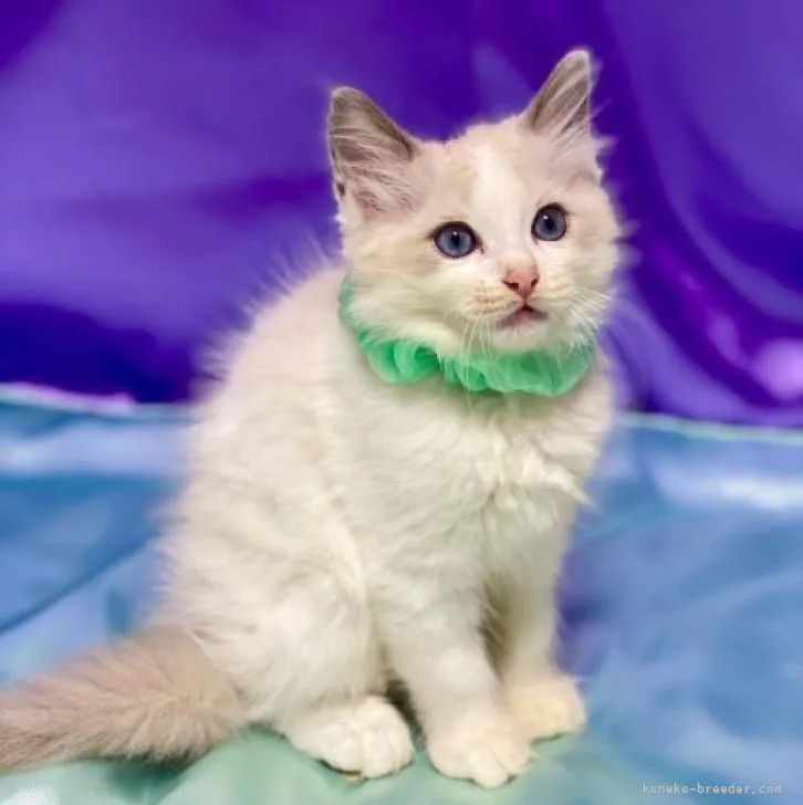 ID:2209-02805の子猫