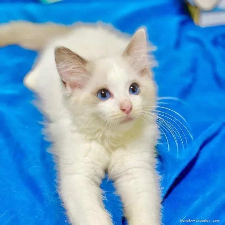 ID:2210-02074の子猫